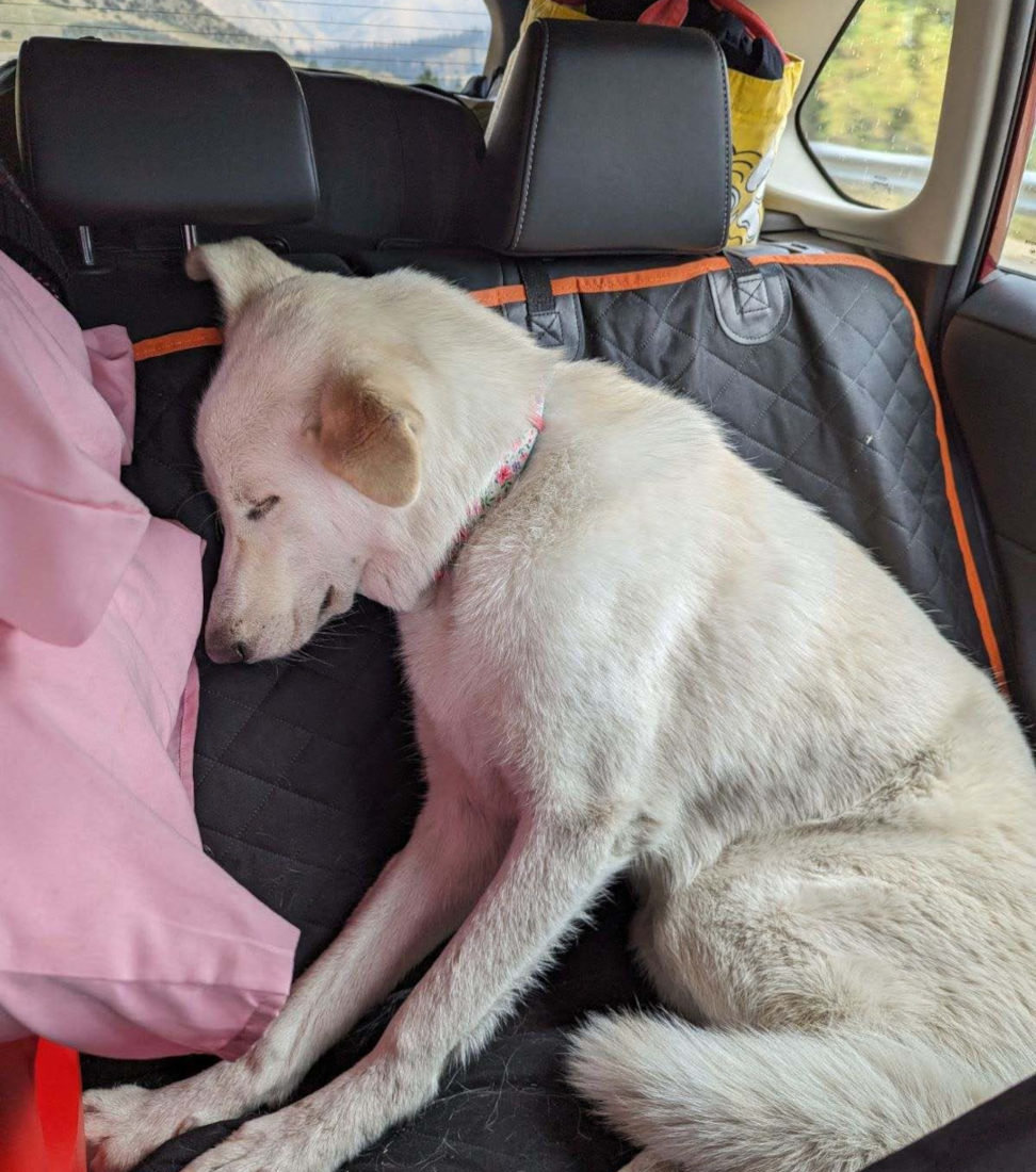 Floofy white dog asleep in the back of a car while facing to the side sitting upright